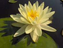 Nymphaea "Gold Medal"