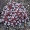 Sedum spathulifolium „Capa Blanca“