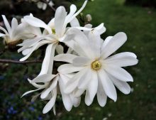 Magnolia stellata -magnólia hviezdokvetá