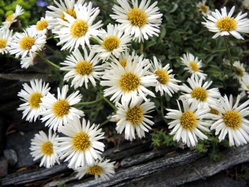 Erigeron flettii