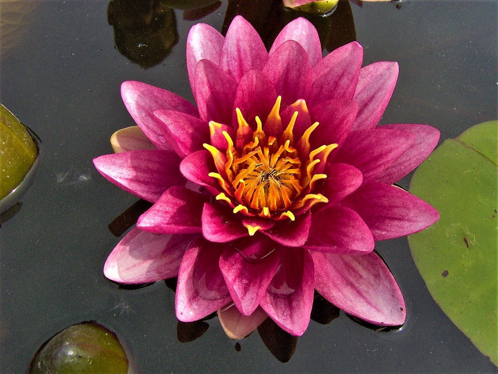 Nymphaea 'Attraction '