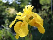 Iris pseudacorus "Flore Pleno"