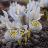 Iris histrioides "Katharine Hodgkin"