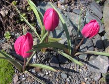 Tulipa humilis "Violacea Black Base"