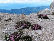 Potentilla nitida - Julské Alpy
