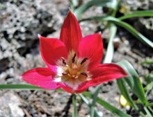 Tulipa 'Tiny Timo'