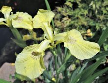 Iris pseudacorus "Krill"