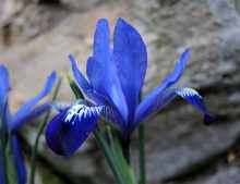 Iris reticulata ‘Fabiola’