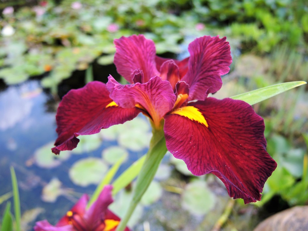Iris louisiana 'Ann Chowning'