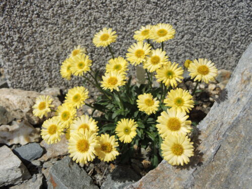 Erigeron aureus ‚Canary Bird‘