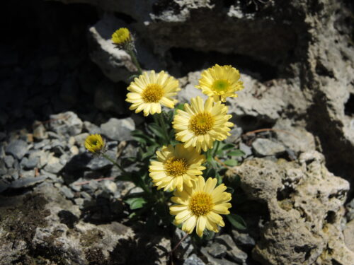 Erigeron aureus 'Canary Bird'