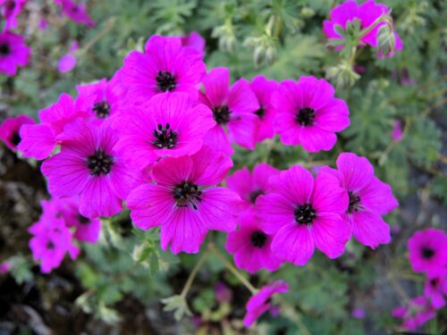 Geranium subcaulescens