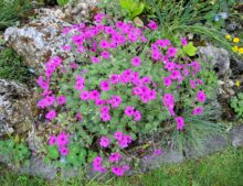 Geranium subcaulescens